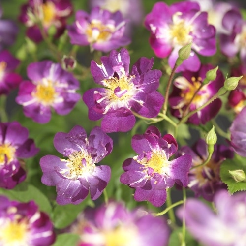 Klimroos (Rosa 'Veilchenblau')