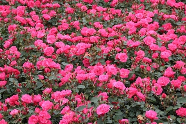 Trosroos (Rosa 'Ville De Roeulx')
