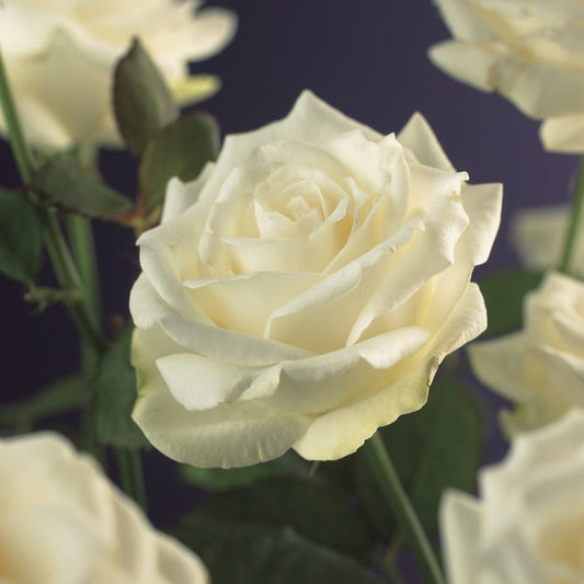 Klimroos (Rosa 'White Climber')