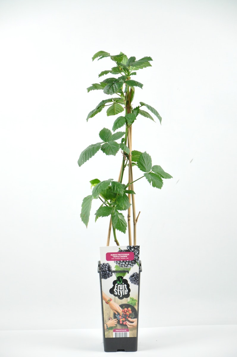 Braam (Rubus Frut. 'Triple Crown')