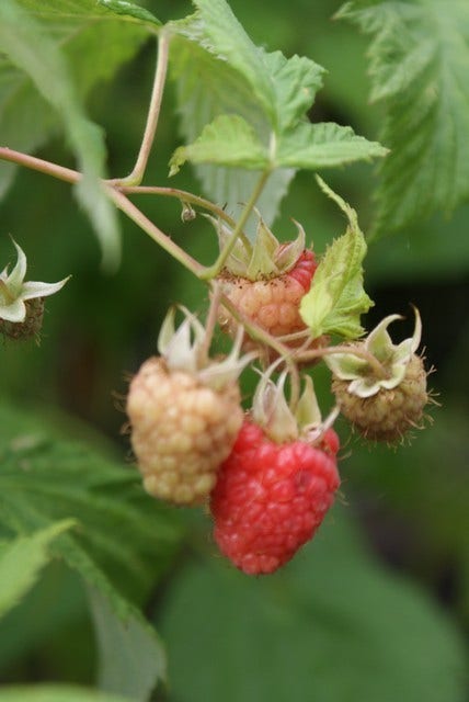 Framboos (Rubus Idaeus 'Glen Ample')