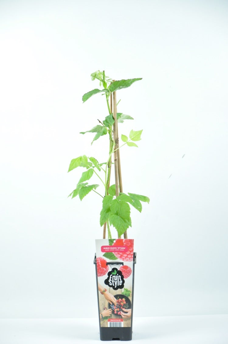 Rode Framboos (Rubus Idaeus ‘Himbo Top’®)