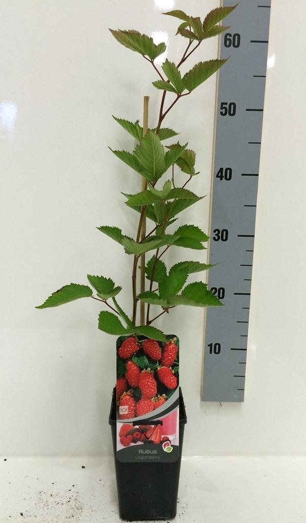 Loganbes (Rubus Fruticosus 'Loganberry')