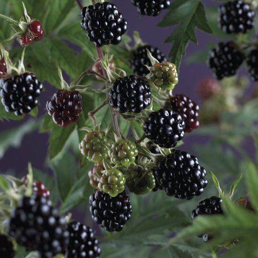 Braam (Rubus Fruticosa 'Thornless Evergreen')