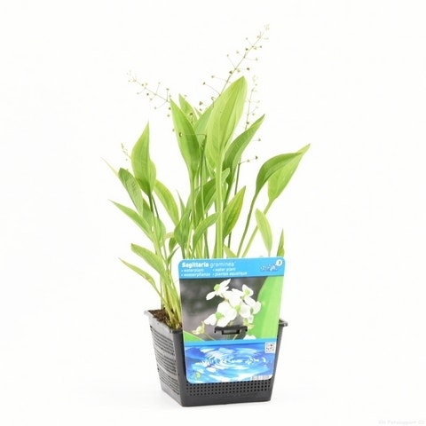 Pijlkruid (Sagittaria Graminea)