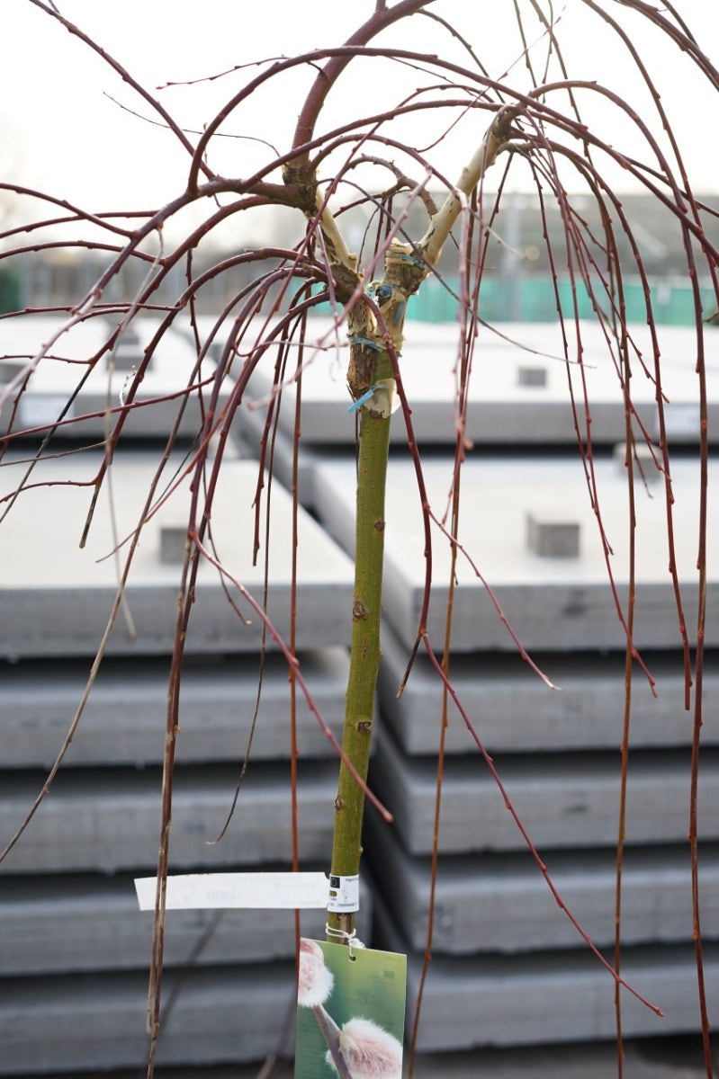 Treurwilg Op Stam (Salix Caprea 'Kilmarnock')