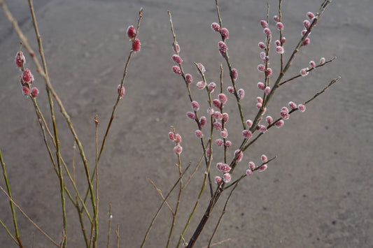 Roze Katjeswilg (Salix Gracilistyla 'Mount Aso')
