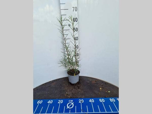 Rozemarijnwilg, Bosplantsoen (Salix Elaeagnos 'Angustifolia')