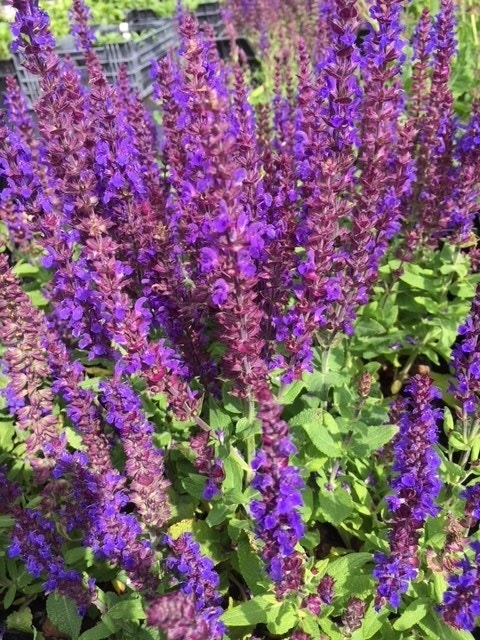 Salie (Salvia Nemorosa 'Blaukonigin')