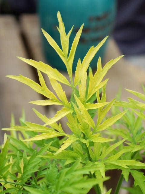 Gele Vlier (Sambucus Nigra 'Golden Tower')