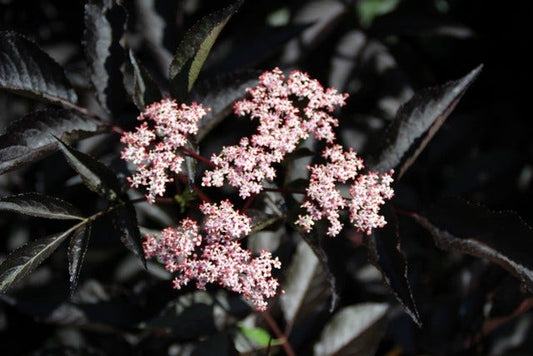 Zwarte Vlier (Sambucus Nigra 'Black Beauty')