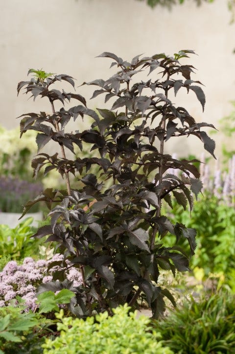 Zwarte Vlier (Sambucus Nigra 'Black Tower')
