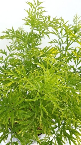 Gele Vlier (Sambucus Nigra 'Golden Tower')