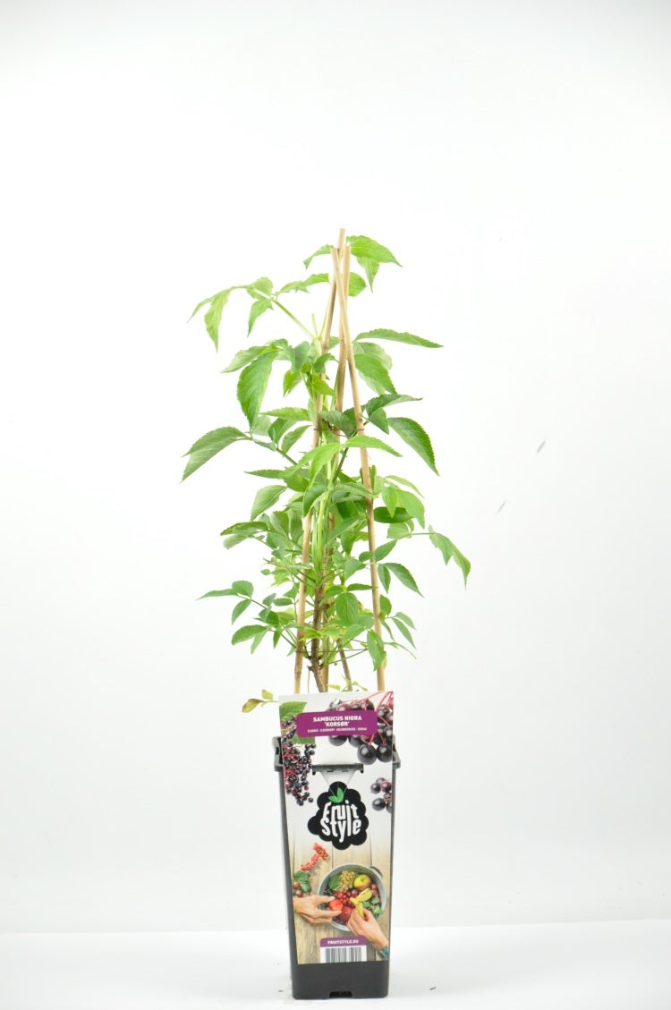 Zwarte Vlierbes (Sambucus Nigra ‘Korsør’)