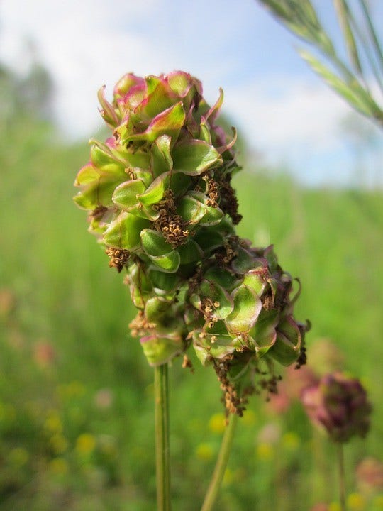 Kleine Pimpernel (Sanguisorba Minor)