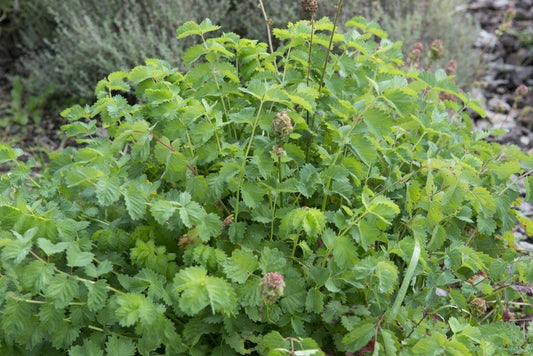Kleine Pimpernel (Sanguisorba Minor)