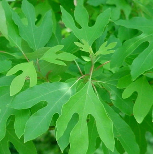 Sassafras (Sassafras Albidum)