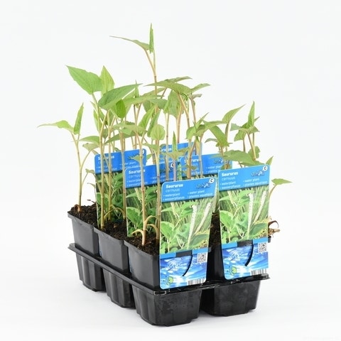 Leids Plantje (Saururus Cernuus)