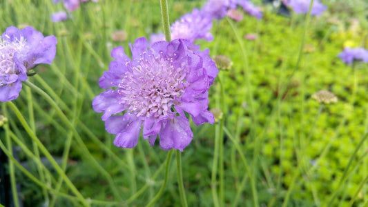 Duifkruid/schurftkruid (Scabiosa Columbaria 'Butterfly Blue') BIO