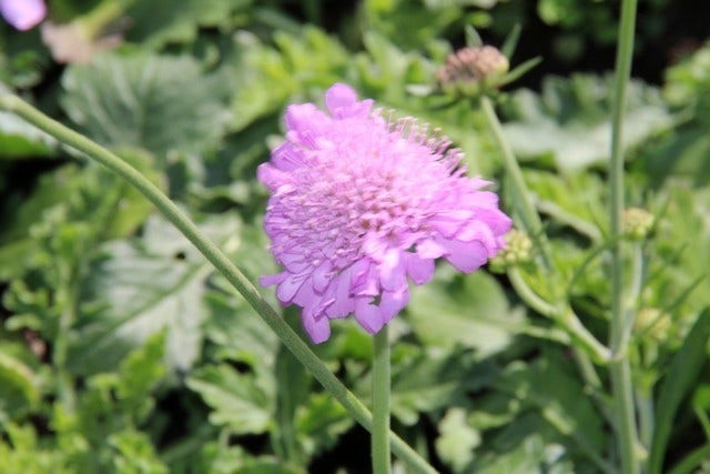 Duifkruid/schurftkruid (Scabiosa Columbaria 'Pink Mist') BIO