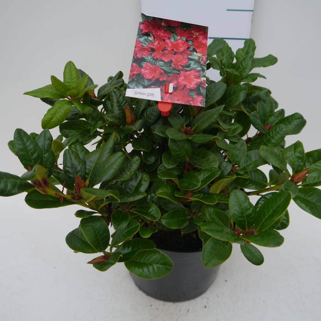 Dwergrhododendron (Rhododendron 'Scarlet Wonder')