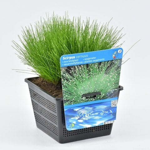Naaldgras (Scirpus Cernuus)