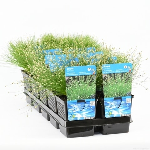 Naaldgras (Scirpus Cernuus)
