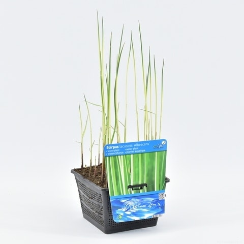 Bonte Mattenbies (Scirpus Lacustris 'Albescens')