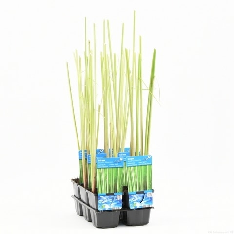 Bonte Mattenbies (Scirpus Lacustris 'Albescens')