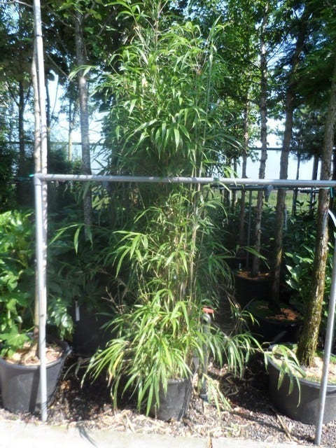 Bamboe (Semiarundinaria Fastuosa)