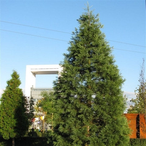 Kustmammoetboom (Sequoia Sempervirens)