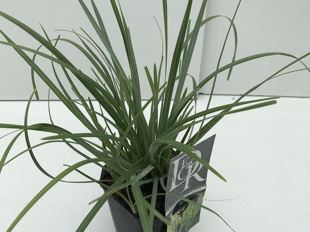 Blauwgras (Sesleria Heufleriana)