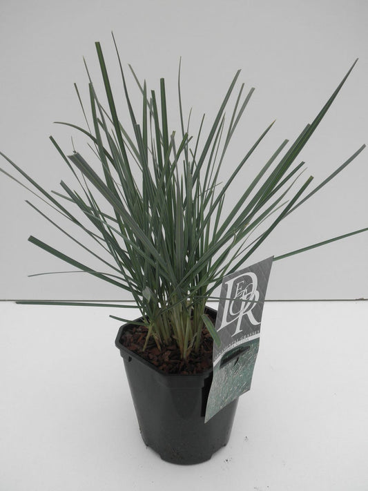 Blauwgras (Sesleria Nitida)