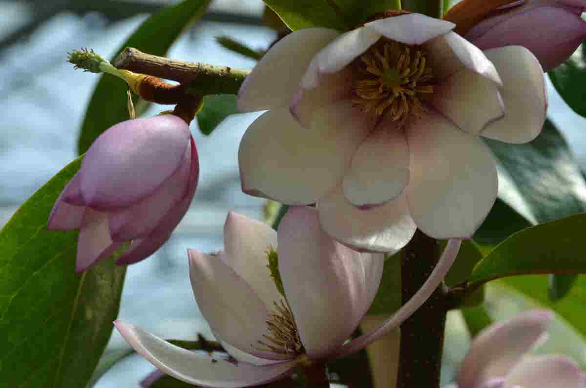 Specerijstruik (Sinocalycanthus Chinensis)