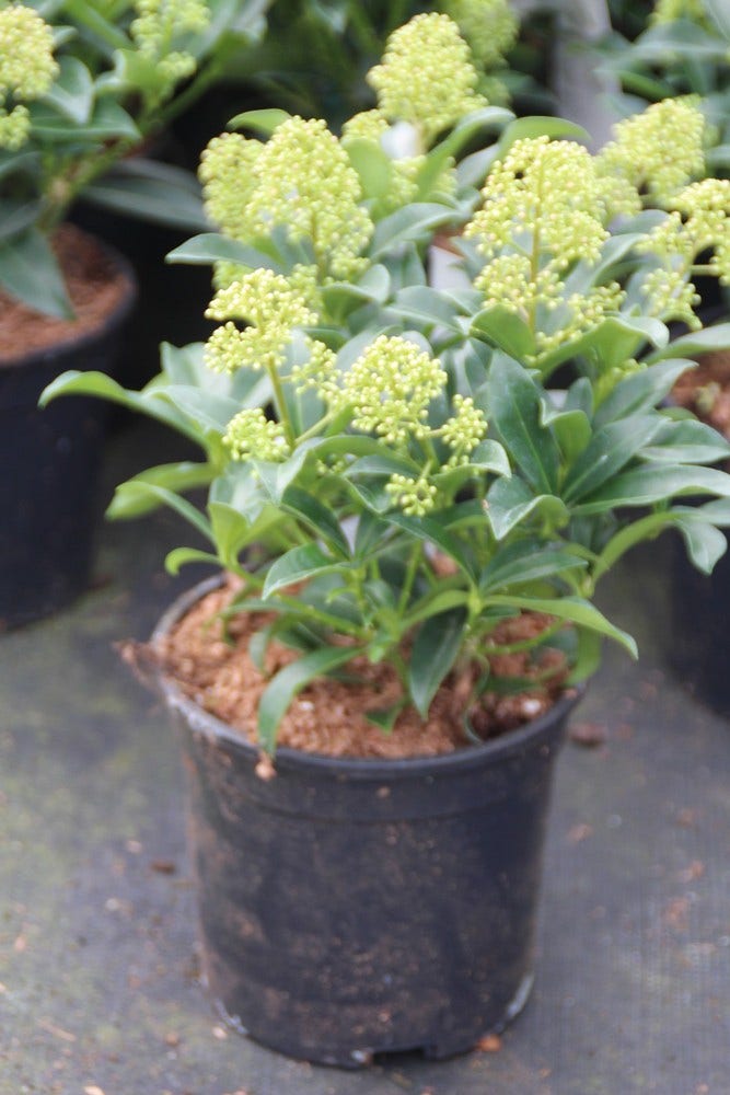 Skimmia (Skimmia Japonica 'Godrie's Dwarf')