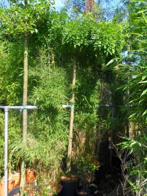 Honingboom Op Stam (Sophora Japonica 'Pendula')