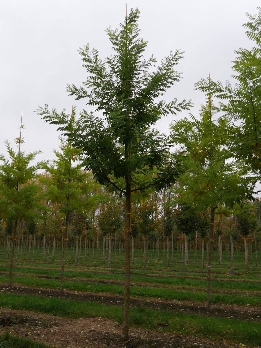Grote Honingboom (Sophora Japonica 'Regent')