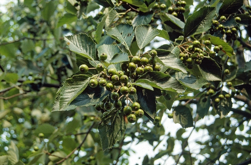 Gewone Meelbes (Sorbus Aria)