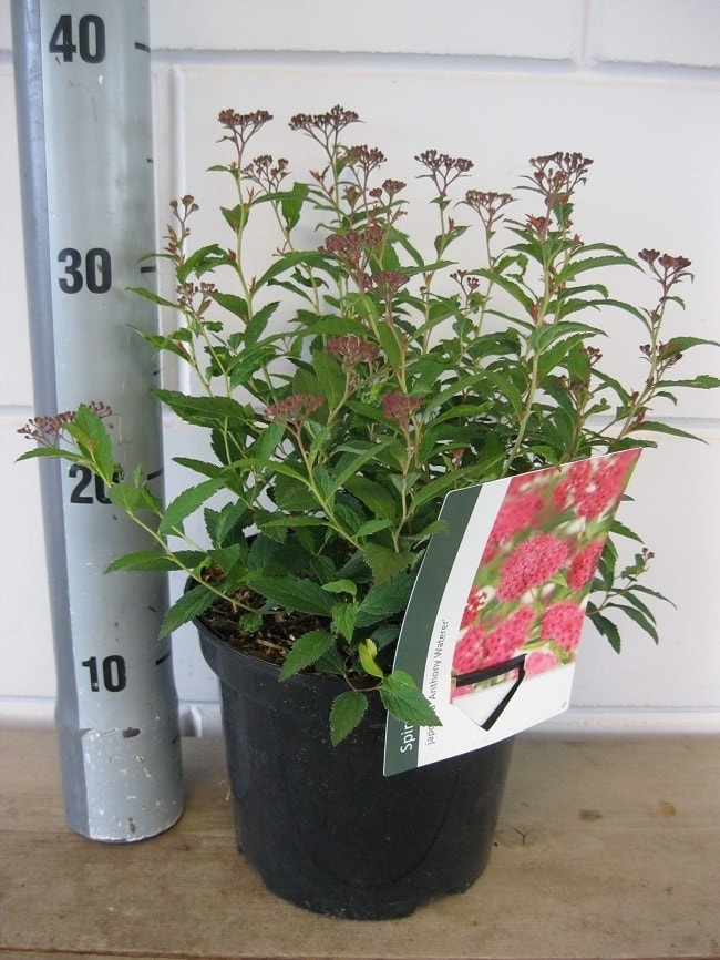 Spierstruik (Spiraea Japonica 'Anthony Waterer')