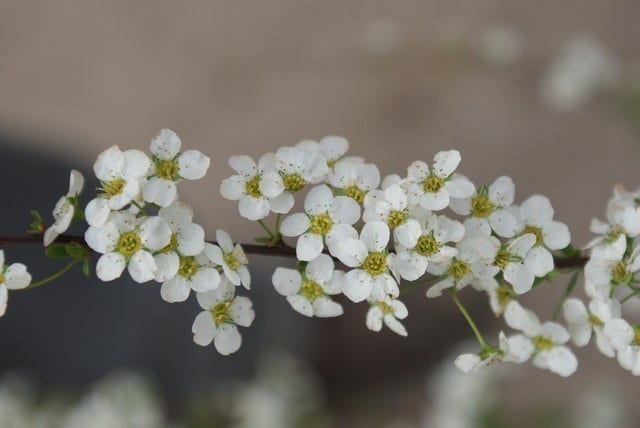 Spierstruik (Spiraea Arguta)