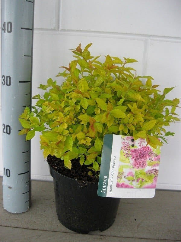 Spierstruik (Spiraea Japonica 'Golden Princess')