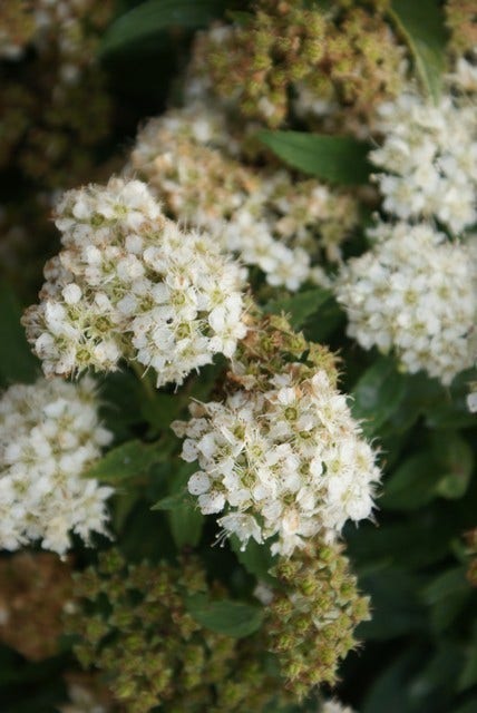 Spierstruik (Spiraea Japonica 'Albiflora')