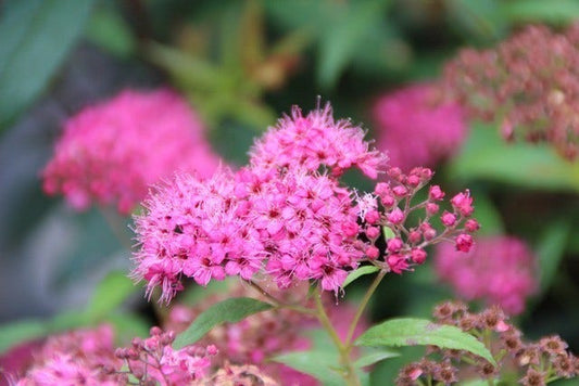 Spierstruik (Spiraea Japonica 'Anthony Waterer')