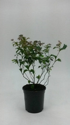 Spierstruik (Spiraea Japonica 'crispa')