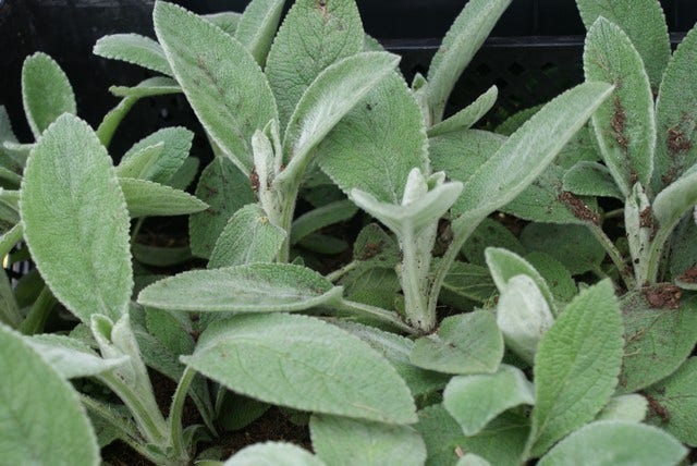 Ezelsoor / Andoorn (Stachys Byzantina 'Big Ears')