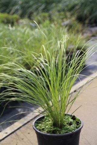 Vedergras (Stipa Capillata)