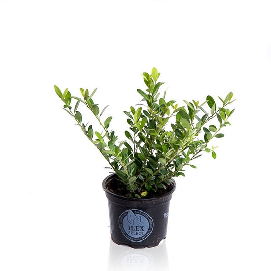 Japanse Hulst (Ilex Crenata 'Dark Green')
