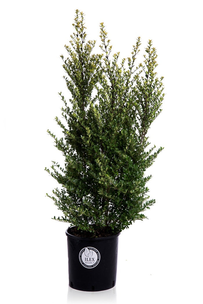 Japanse Hulst (Ilex Crenata 'Dark Green')
