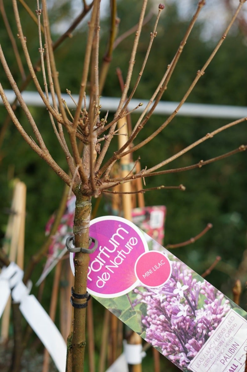 Sering Op Stam (Syringa Meyeri 'Palibin')