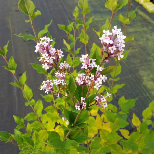 Dwergsering (Syringa 'Flowerfest White')